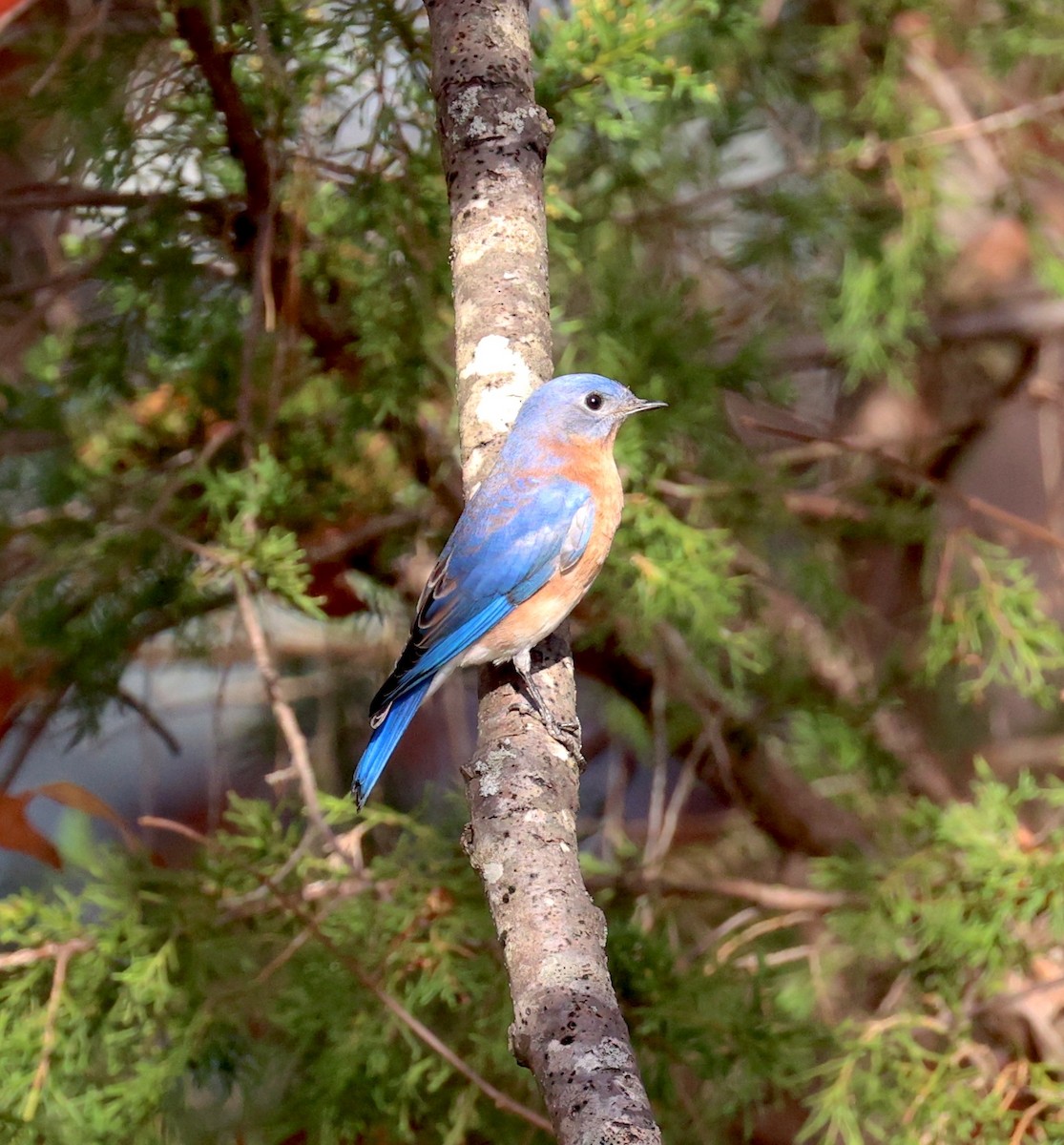 Eastern Bluebird - ML645336834