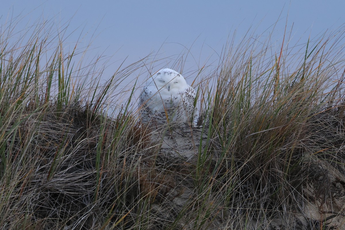 Snowy Owl - ML645336836