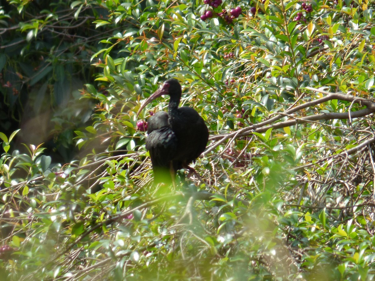 Bare-faced Ibis - ML645336838
