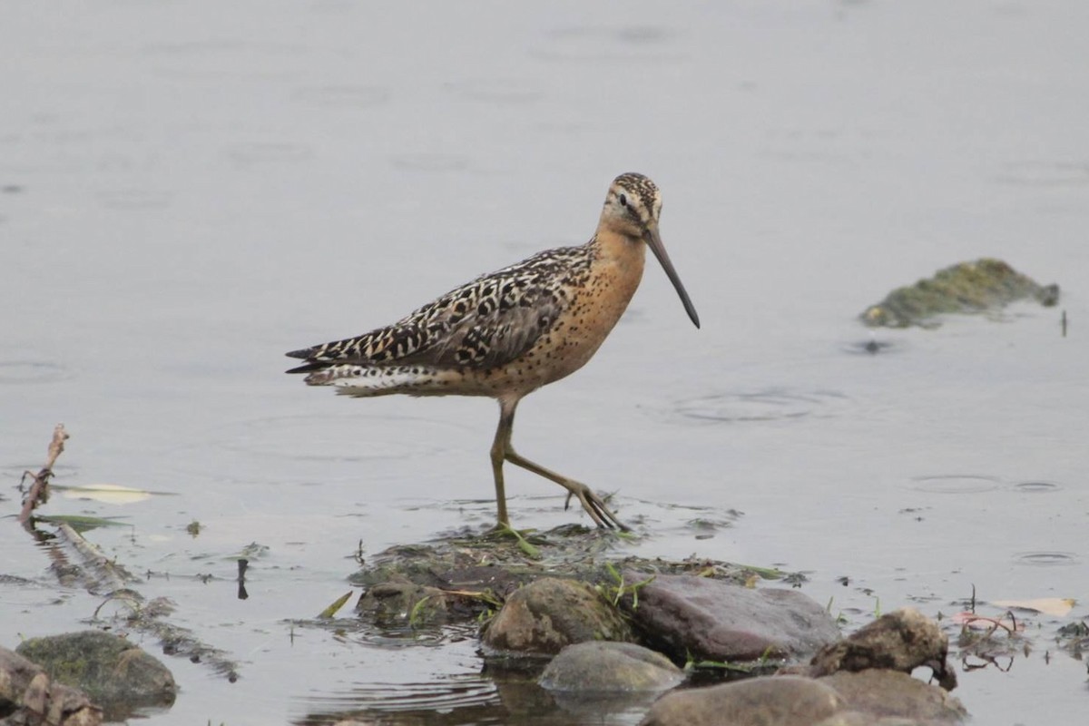 Short-billed Dowitcher (hendersoni) - ML645336842