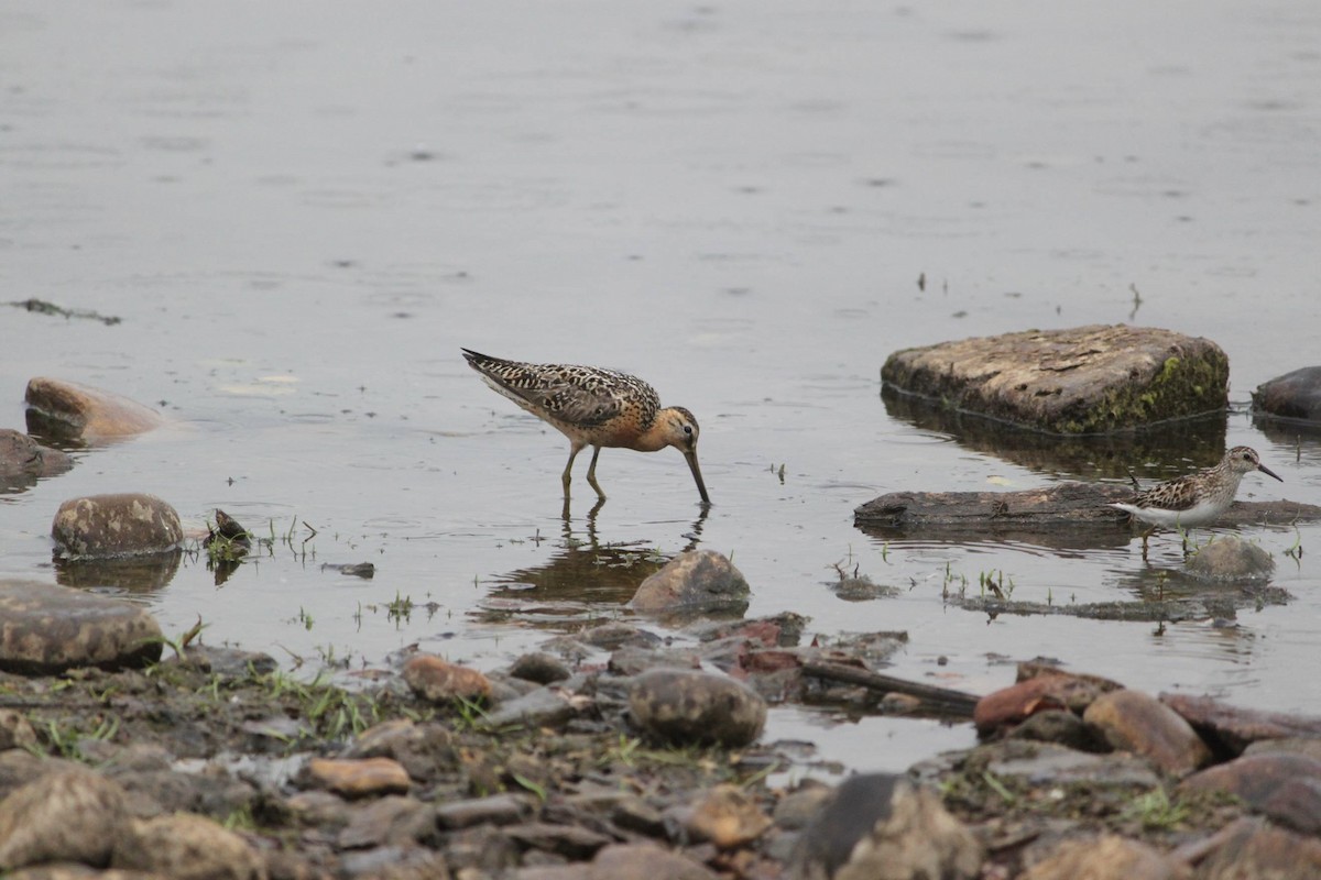 Short-billed Dowitcher (hendersoni) - ML645336843