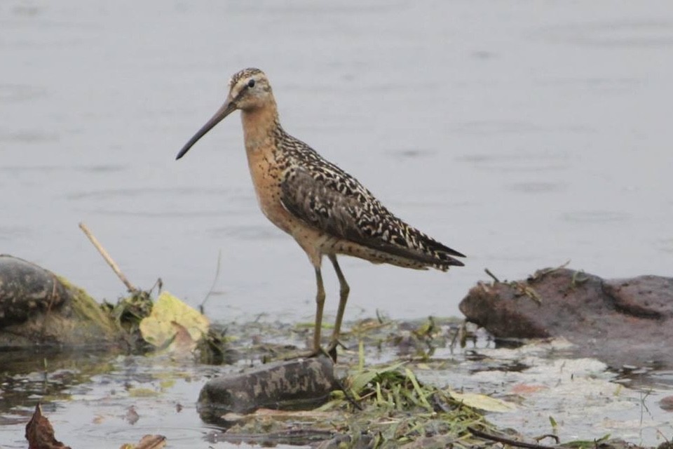Short-billed Dowitcher (hendersoni) - ML645336844