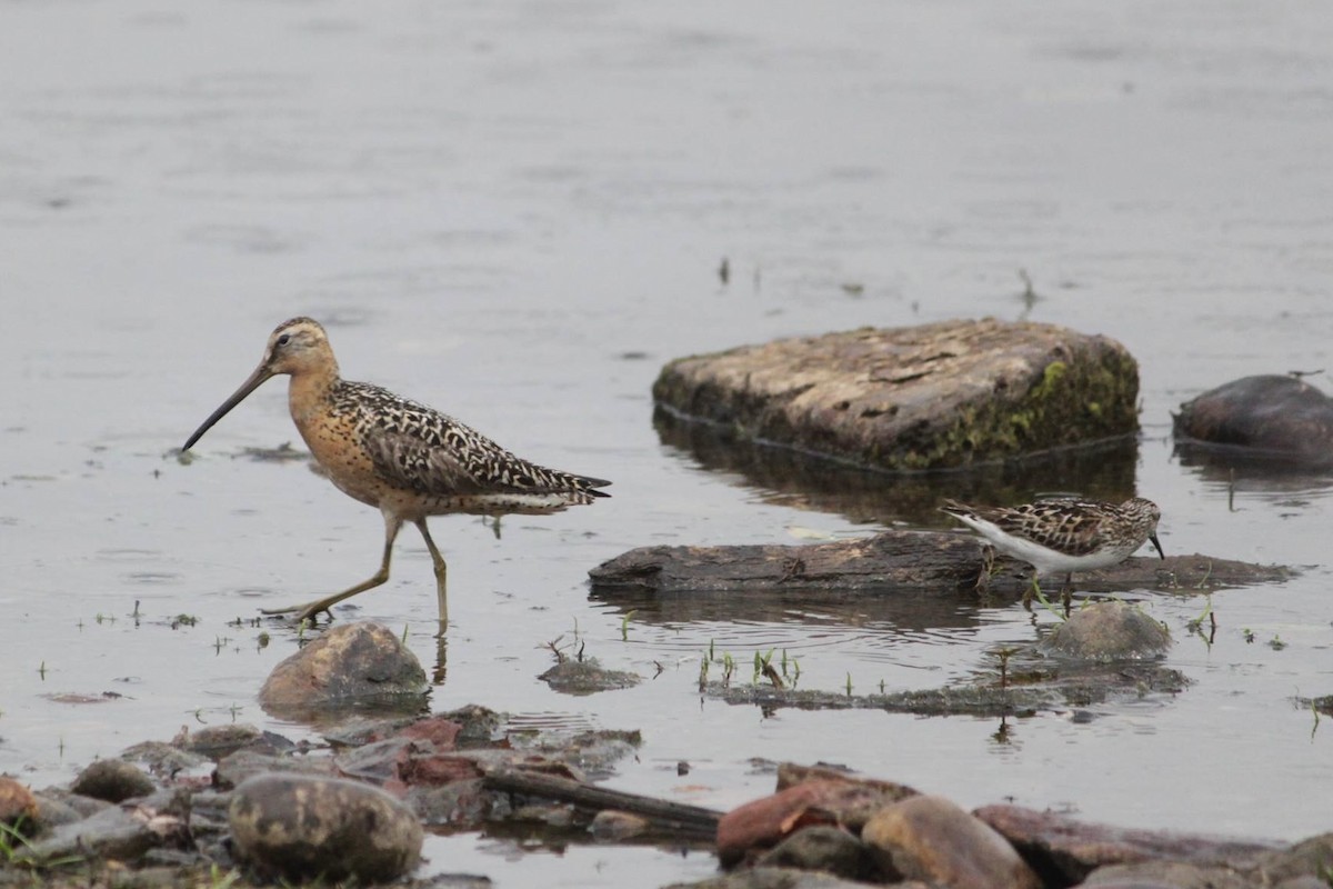 Short-billed Dowitcher (hendersoni) - ML645336845
