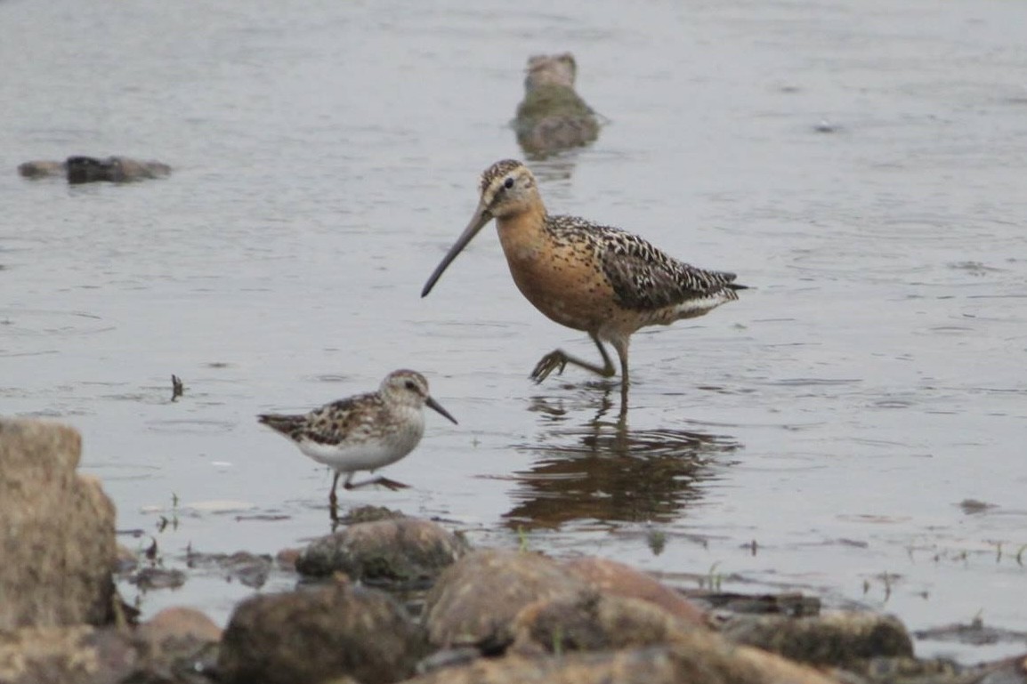 Short-billed Dowitcher (hendersoni) - ML645336846