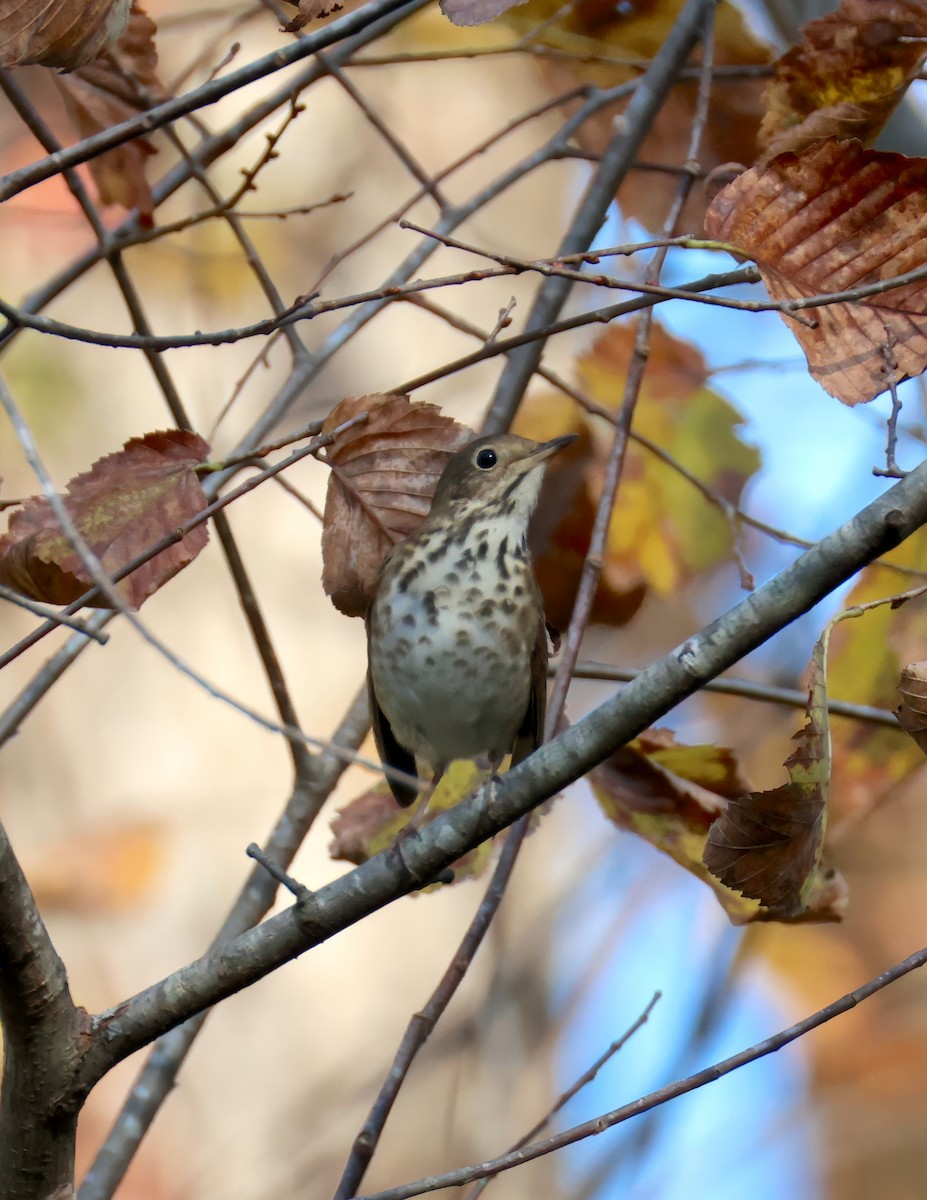 Hermit Thrush - ML645336848