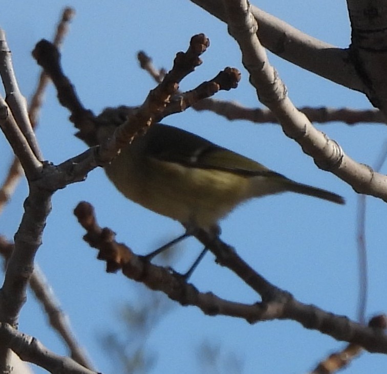 Ruby-crowned Kinglet - ML645336849