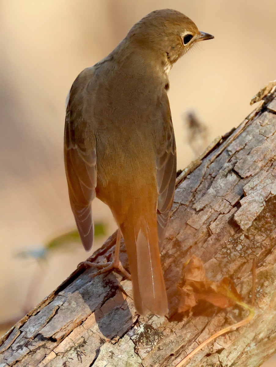 Hermit Thrush - ML645336853