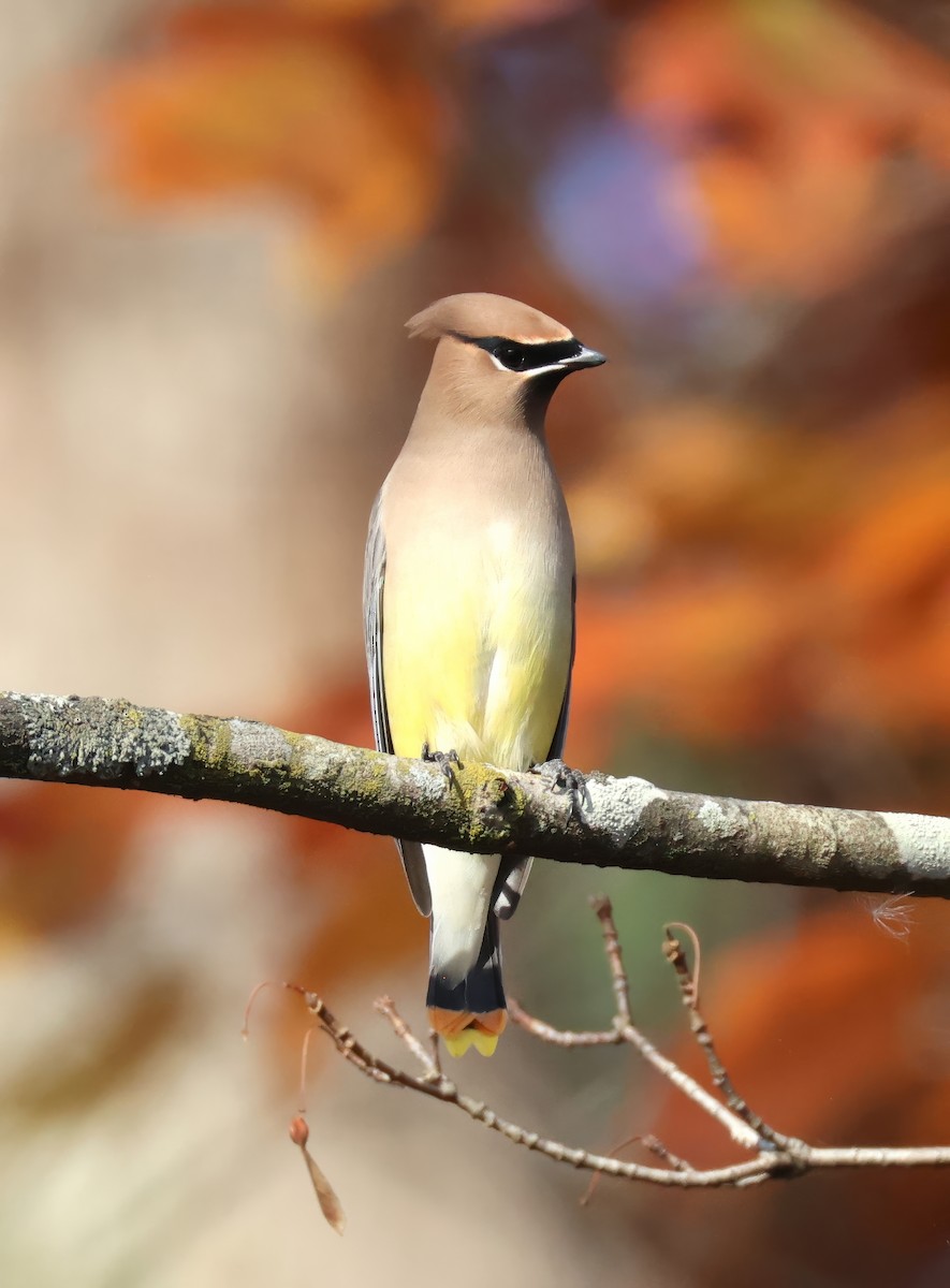 Cedar Waxwing - ML645336868