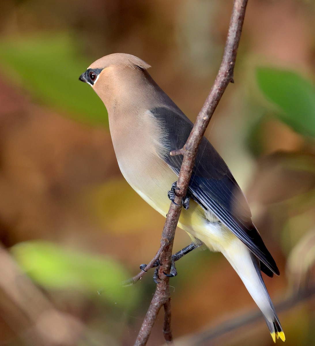 Cedar Waxwing - ML645336873