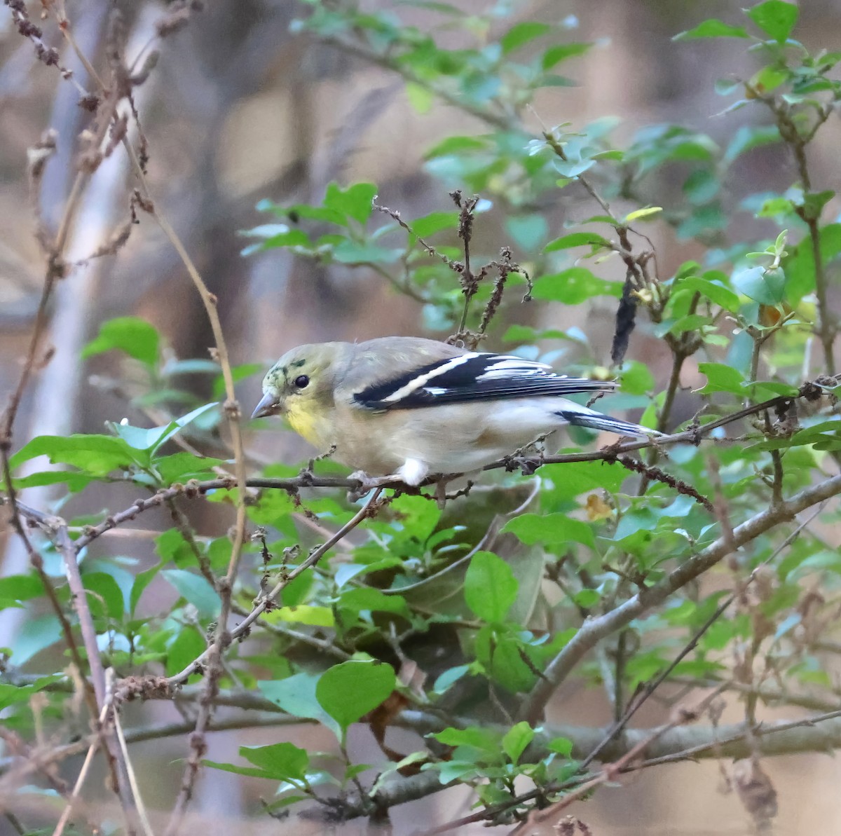 American Goldfinch - ML645336878