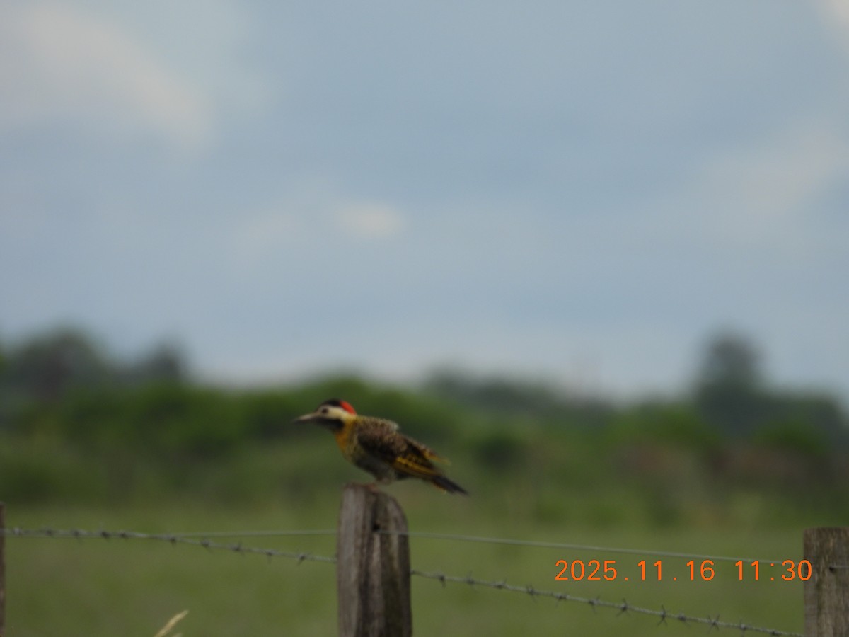 Grünbindenspecht - ML645336889