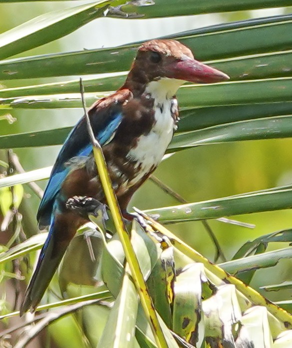 White-throated Kingfisher - ML645336891
