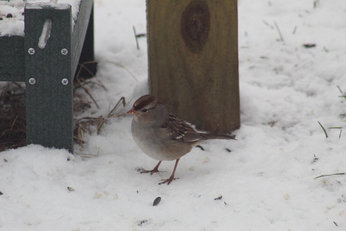 White-crowned Sparrow - ML645336904