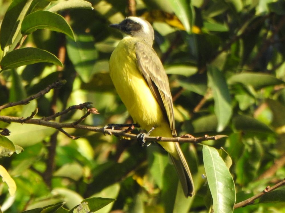 Sosyal Tiran - ML645336905