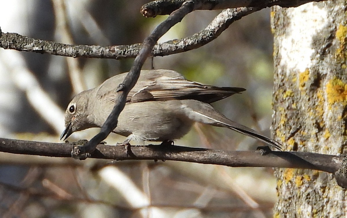 Townsend's Solitaire - ML645336914