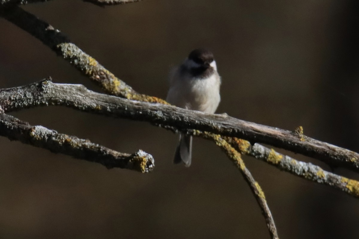 Sombre Tit - ML645336916