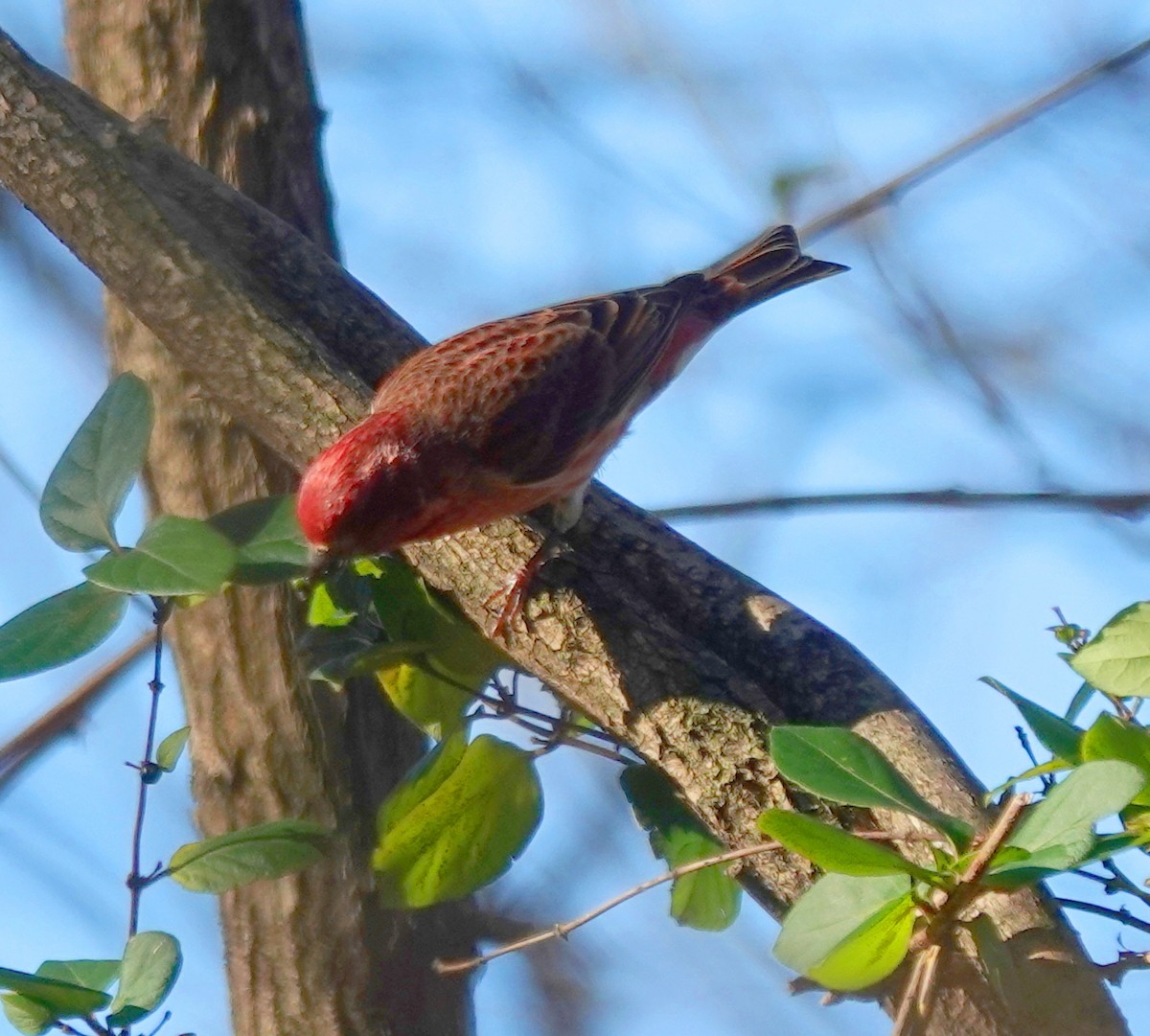 Camachuelo Purpúreo - ML645336918