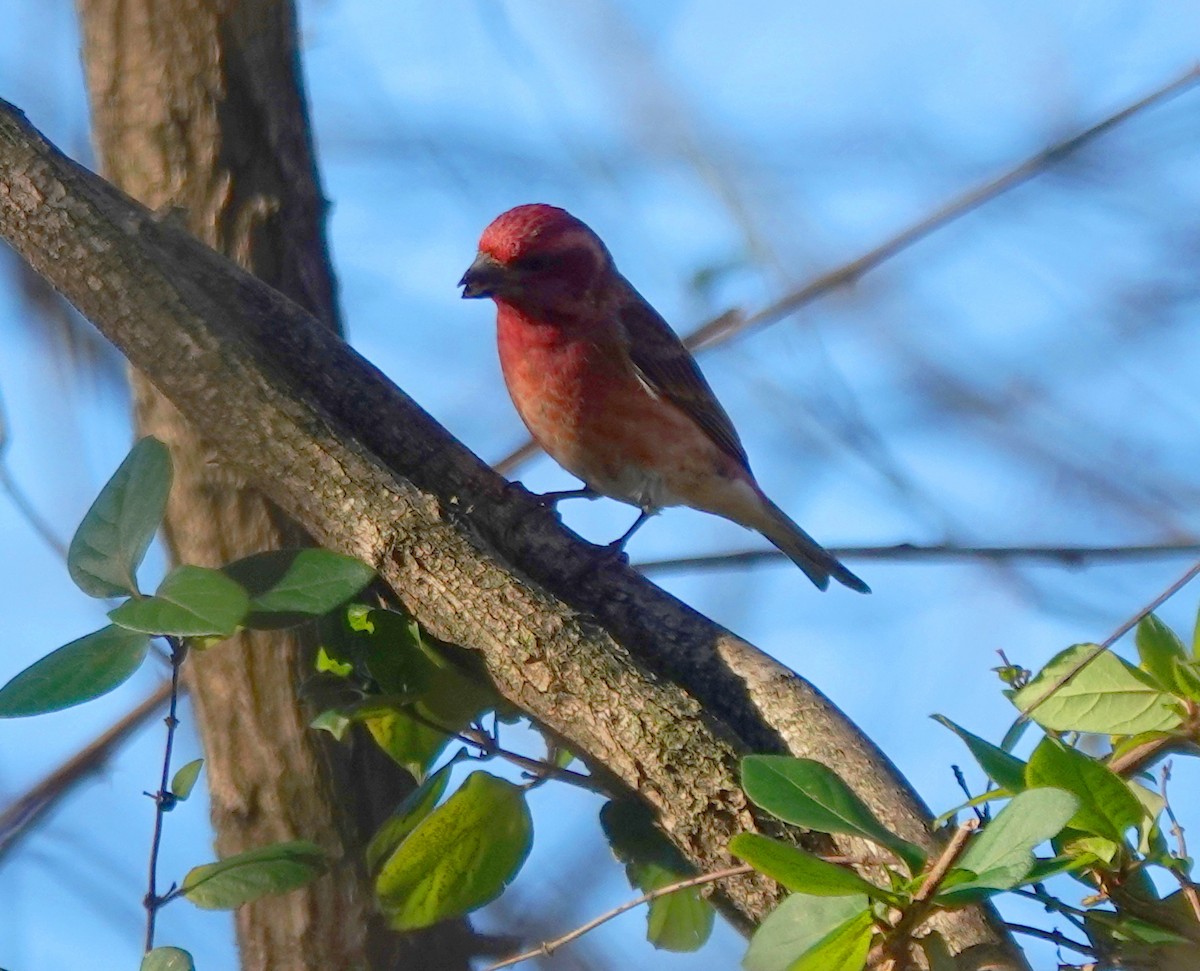 Camachuelo Purpúreo - ML645336919