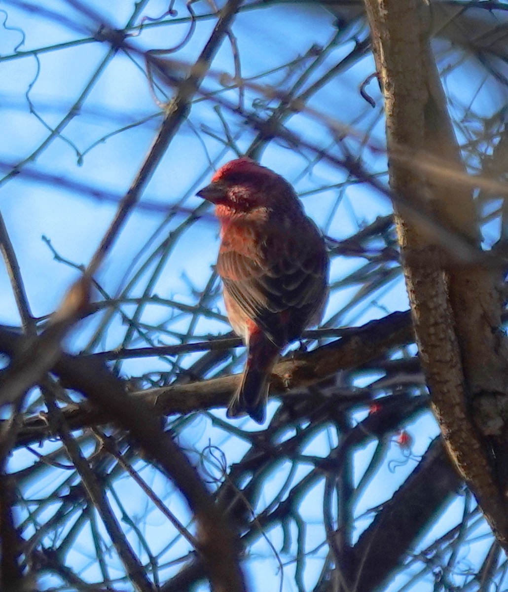 Camachuelo Purpúreo - ML645336920