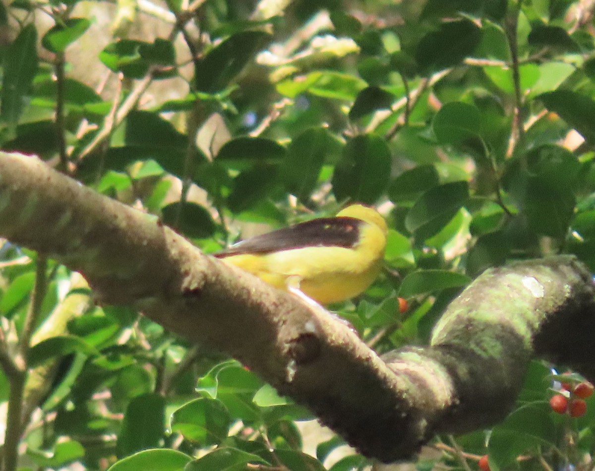 Piranga gorri-beltza - ML645336926