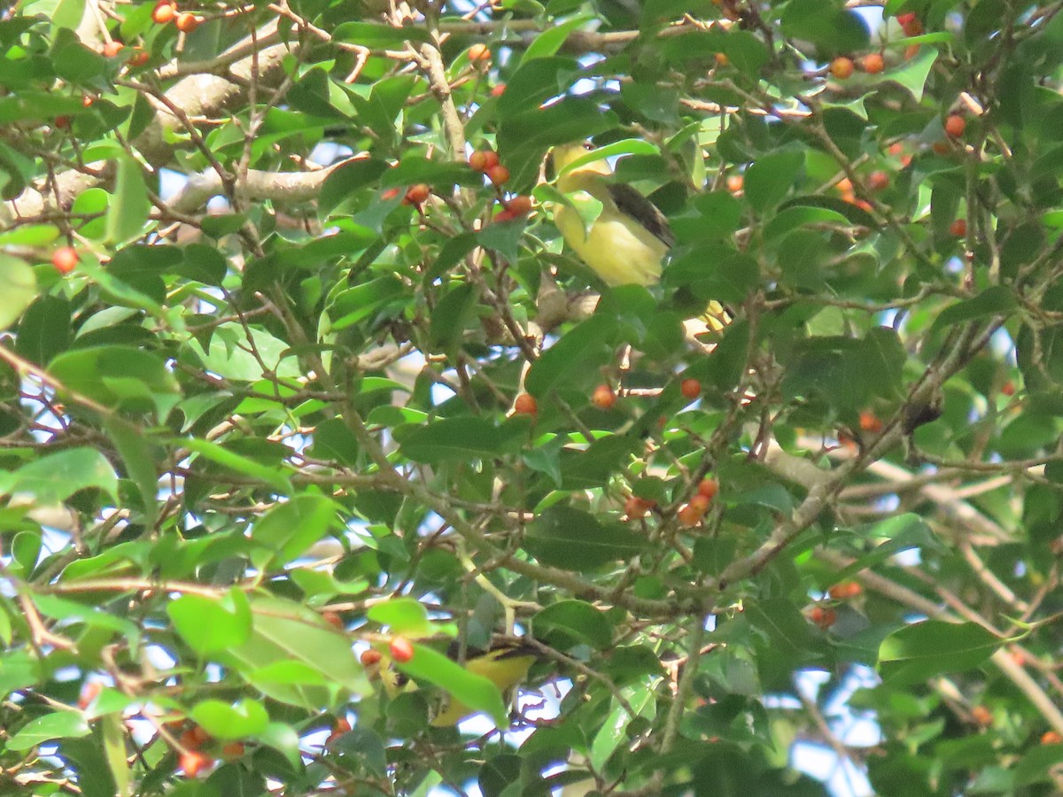 Piranga gorri-beltza - ML645336927