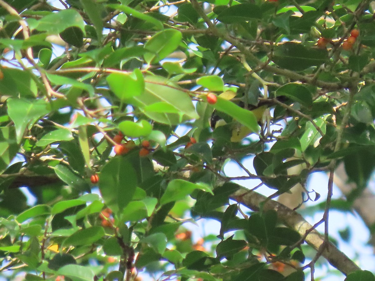 Piranga gorri-beltza - ML645336928