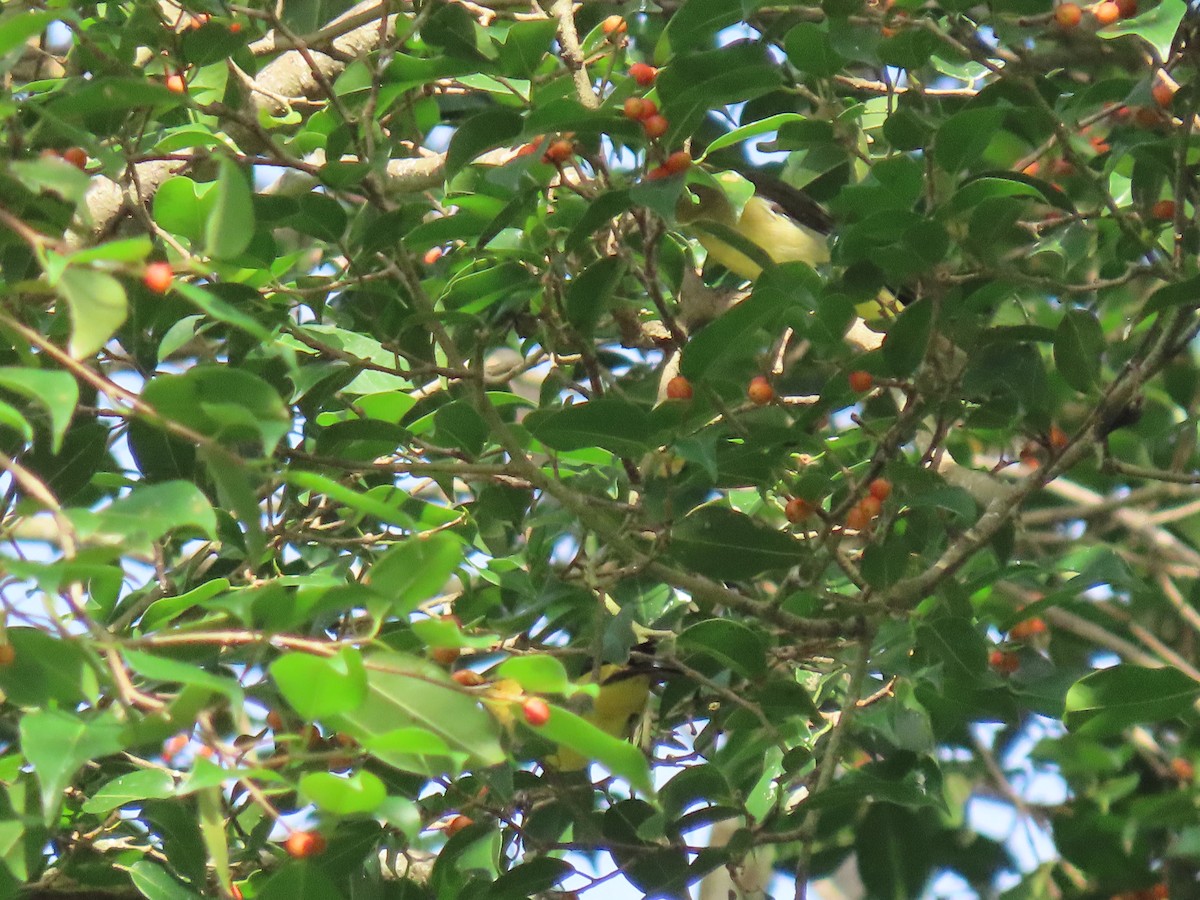 Piranga gorri-beltza - ML645336929