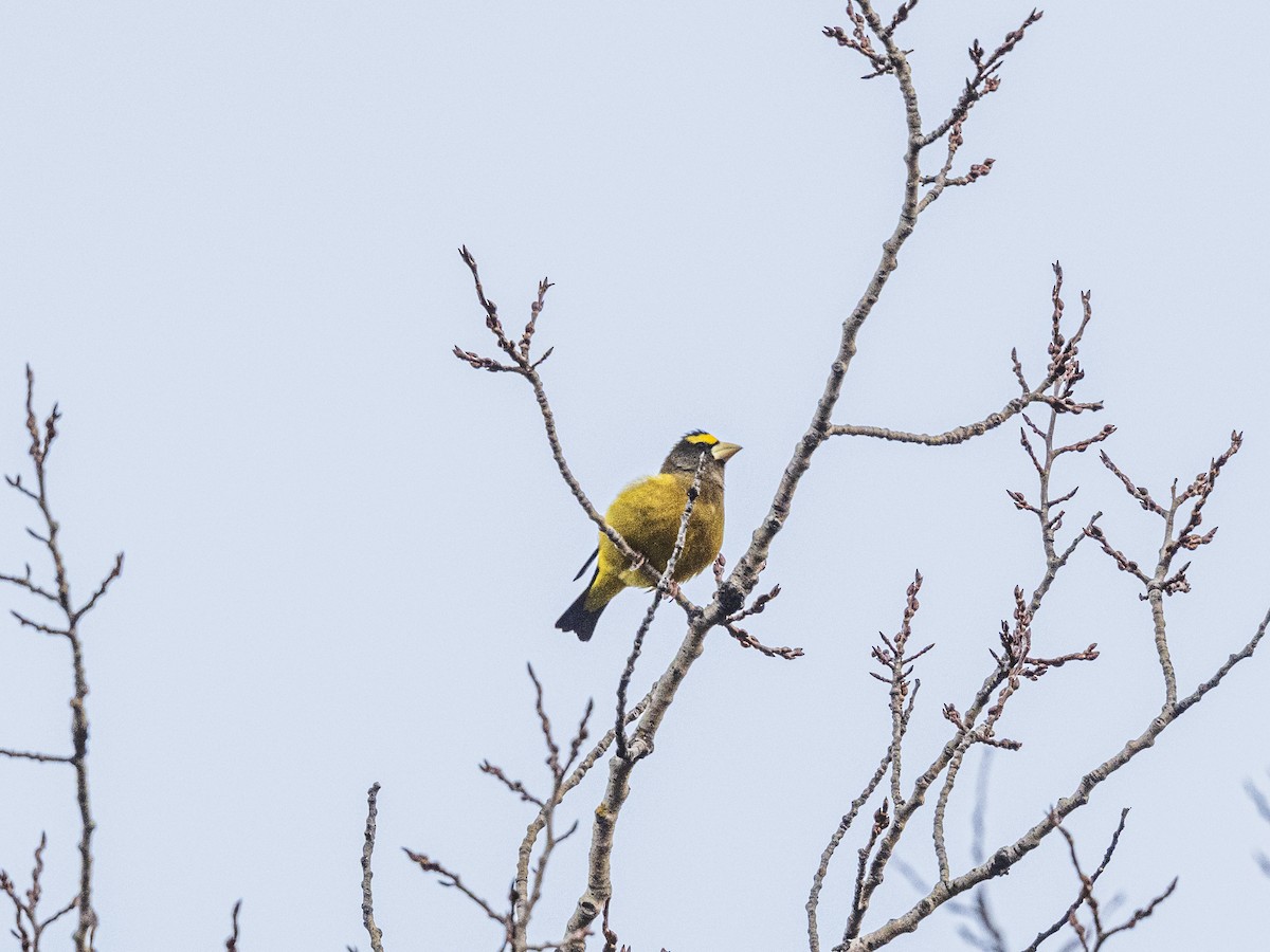 Evening Grosbeak - ML645336935