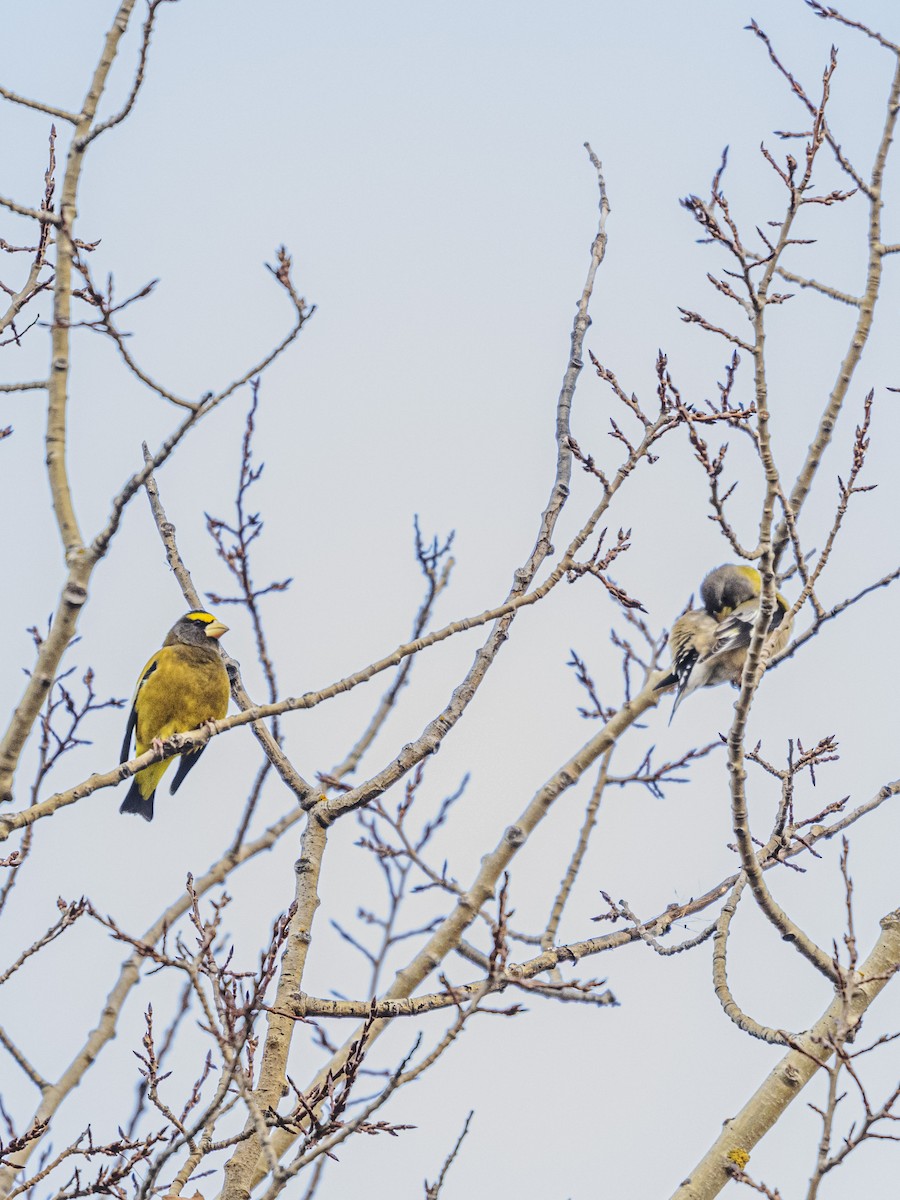 Evening Grosbeak - ML645336936