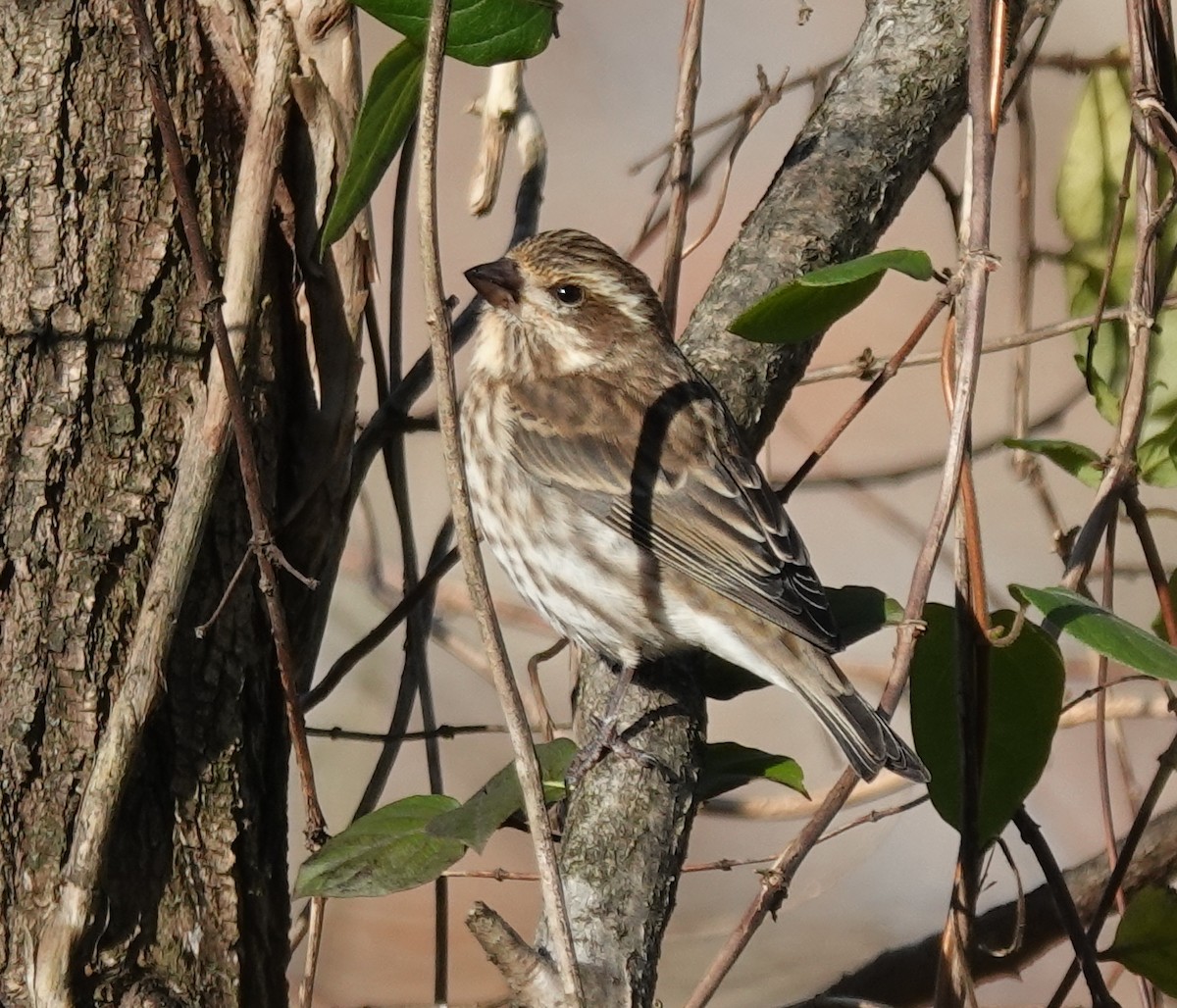 Camachuelo Purpúreo - ML645336940