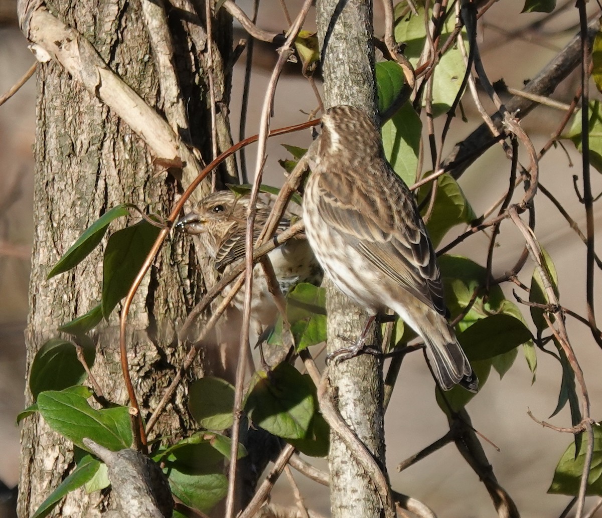 Camachuelo Purpúreo - ML645336941