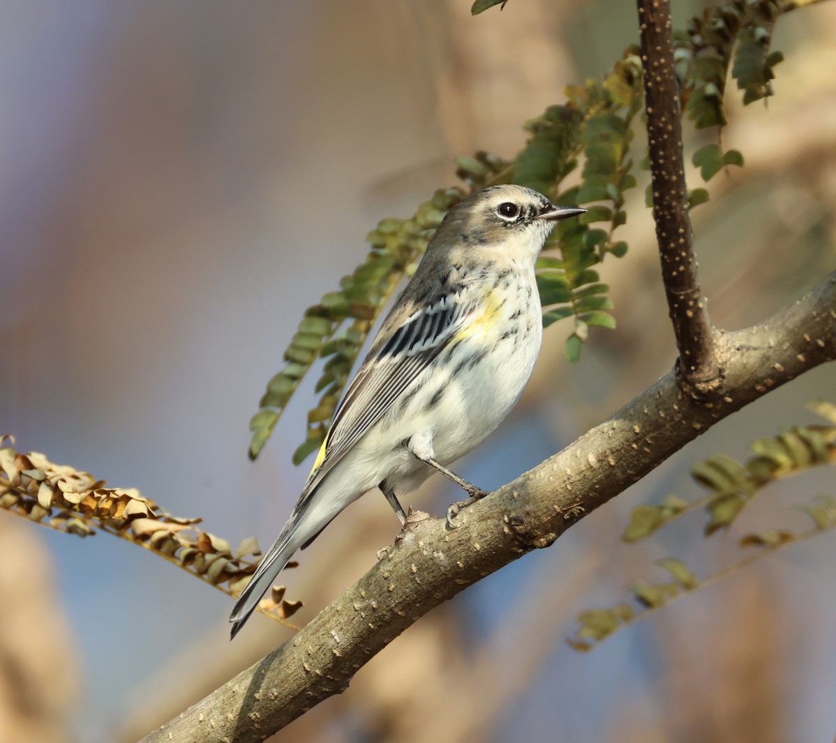 Yellow-rumped Warbler - ML645336942