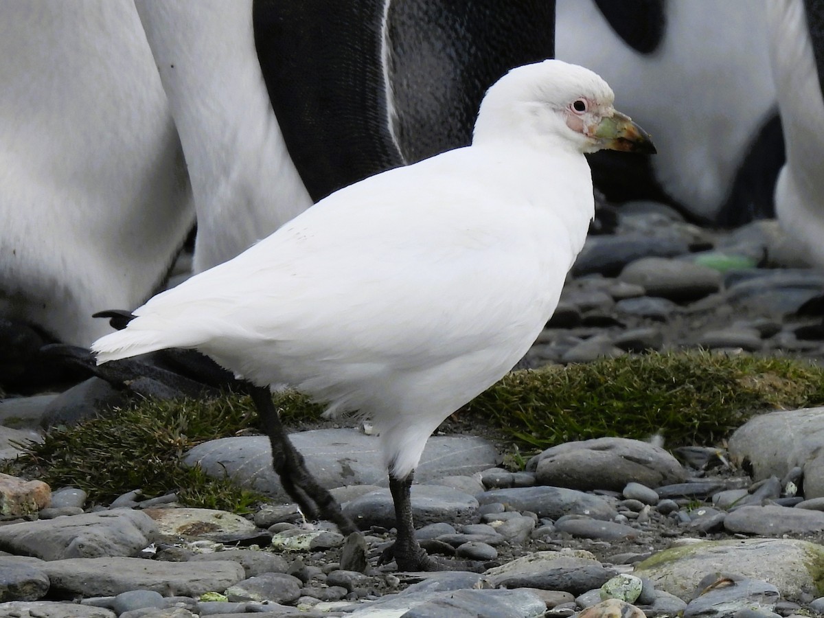 Snowy Sheathbill - ML645336969
