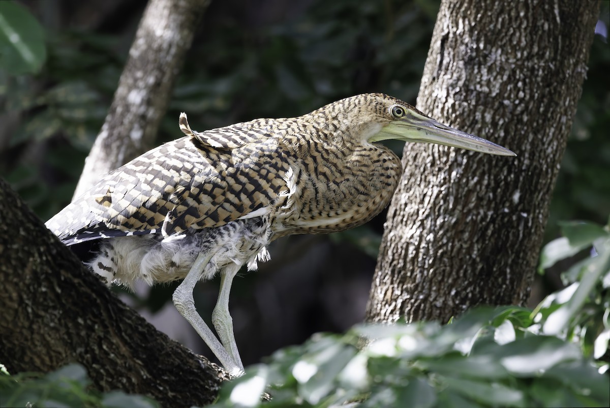 Bare-throated Tiger-Heron - ML645336974