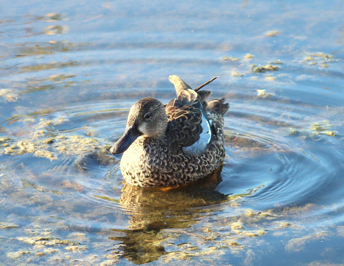 Zertzeta hegalurdina - ML645336980