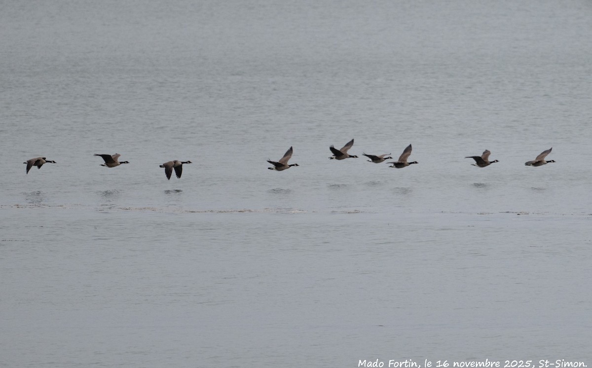 Canada Goose - ML645336993