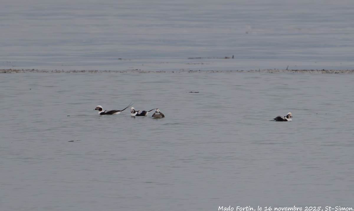 Long-tailed Duck - ML645336997