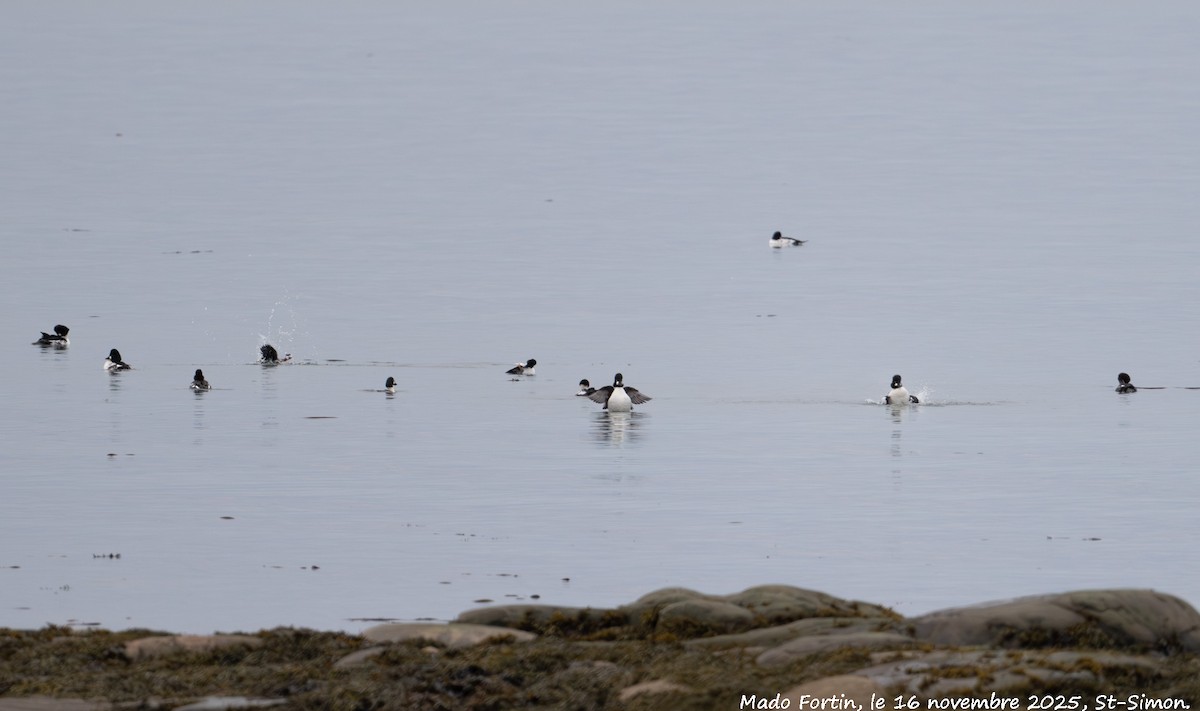 Common Goldeneye - ML645337010