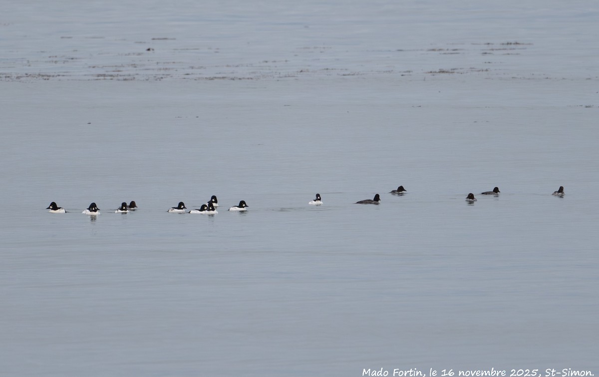Common Goldeneye - ML645337011