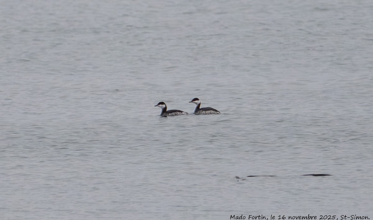 Horned Grebe - ML645337029