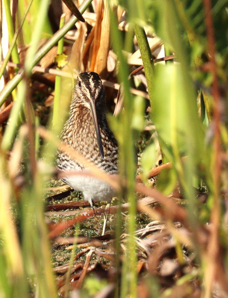 Wilson's Snipe - ML645337030