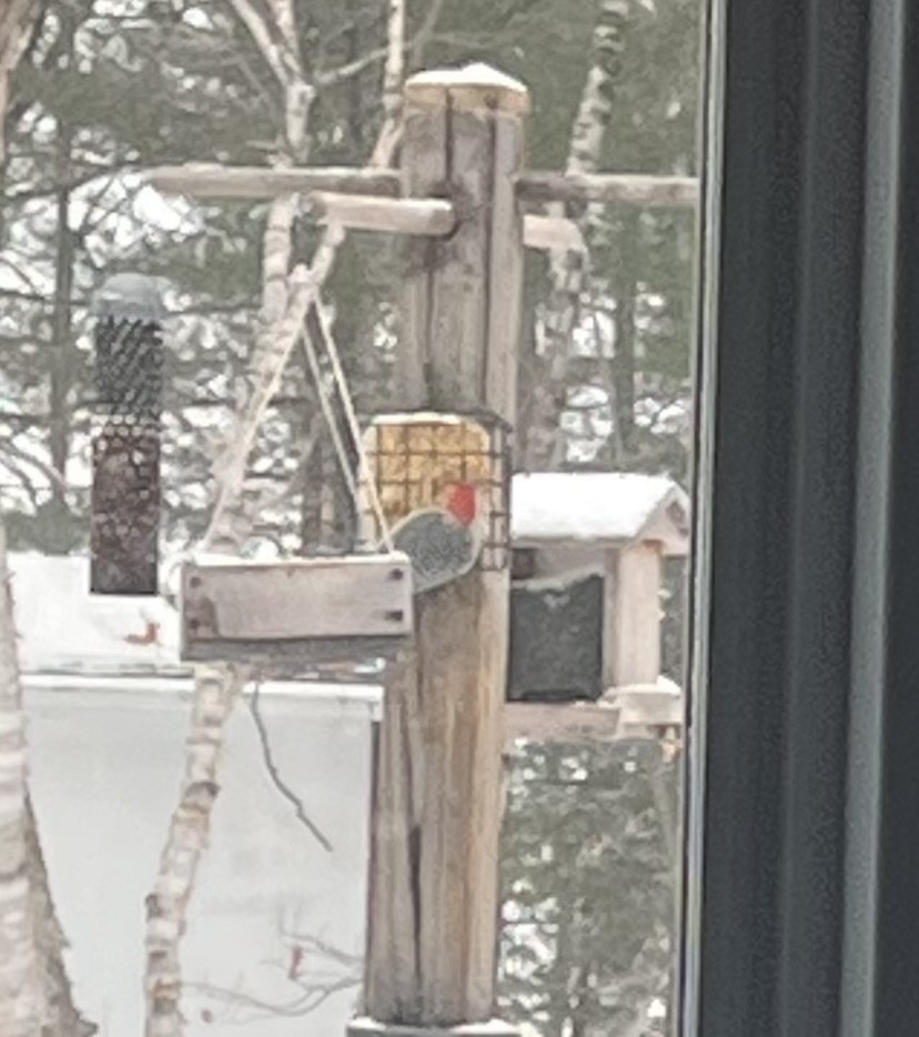 Red-bellied Woodpecker - ML645337032