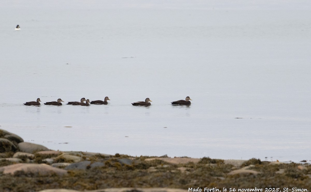 American Black Duck - ML645337050