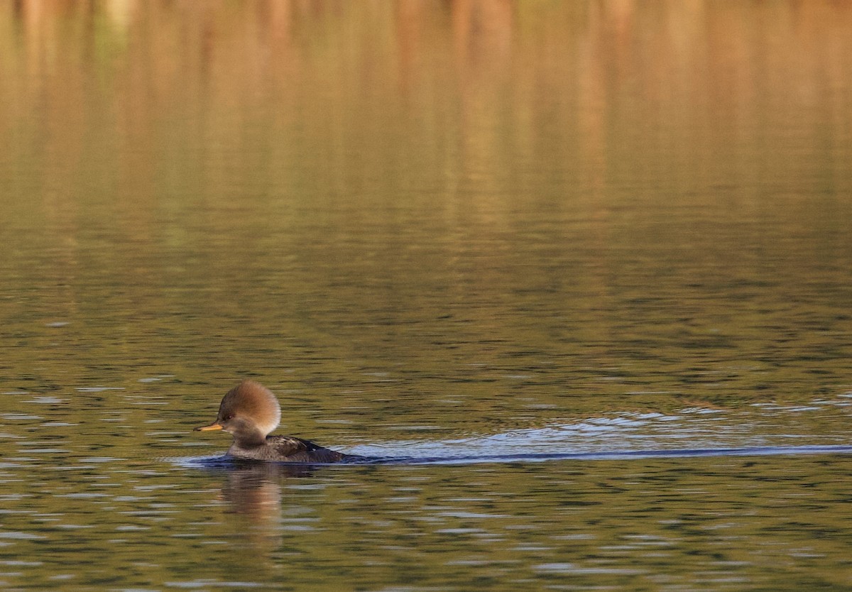 morčák chocholatý - ML645337082