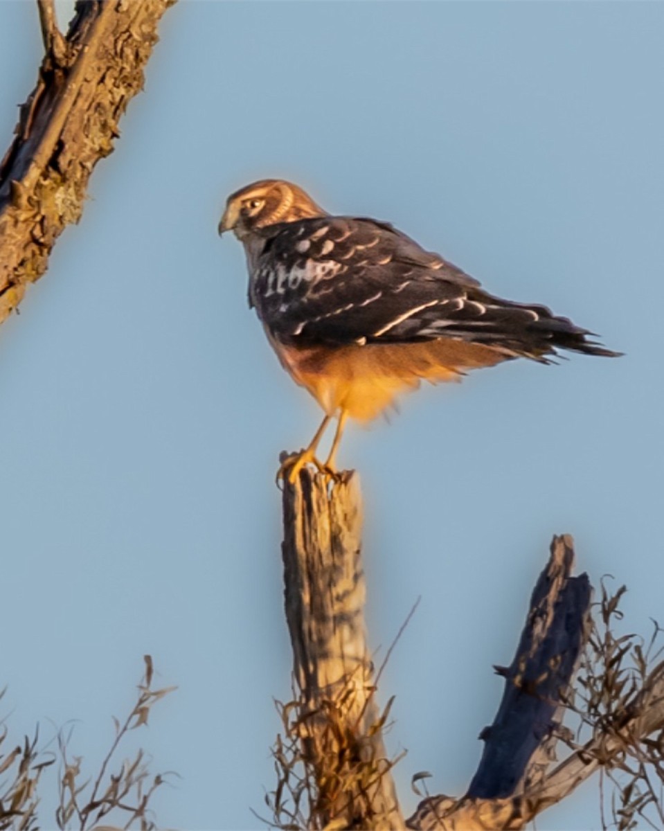 moták severoamerický - ML645337090