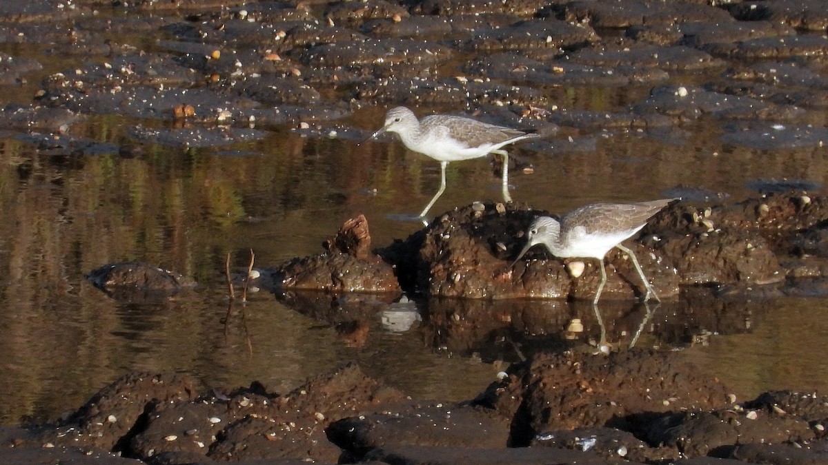 Common Greenshank - ML645337100
