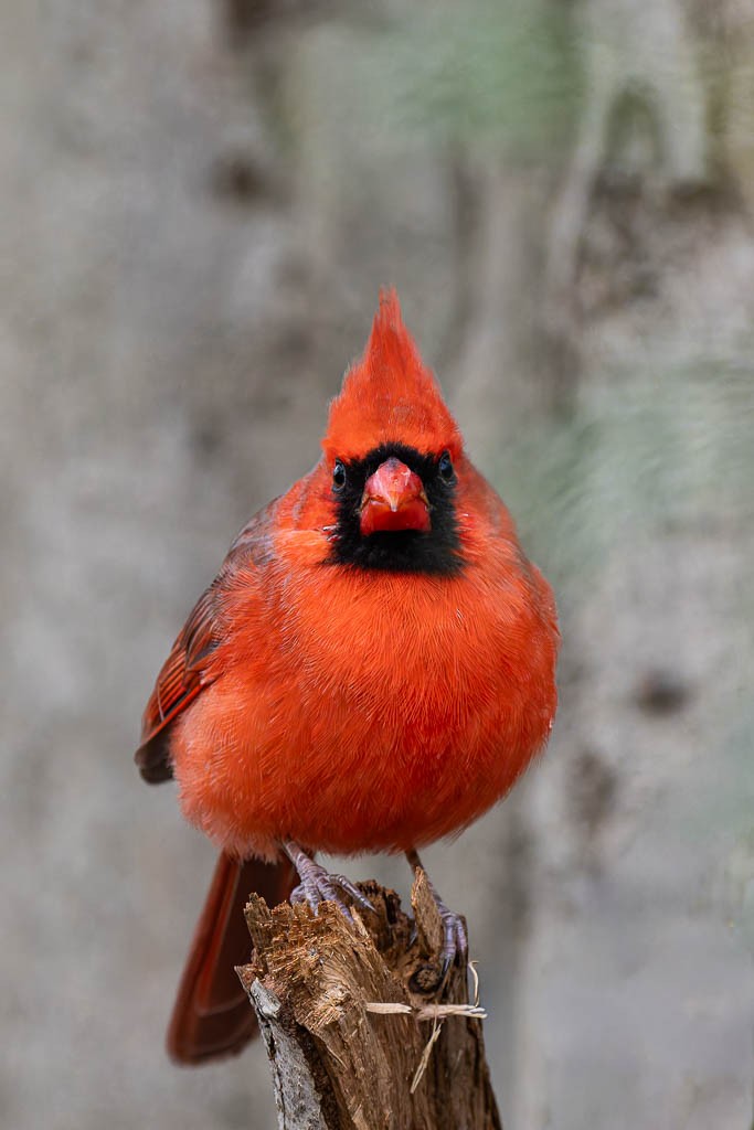 Northern Cardinal - ML645337119
