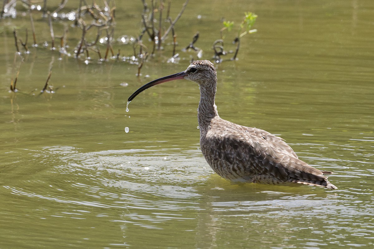 Hudsonian Whimbrel - ML645337121