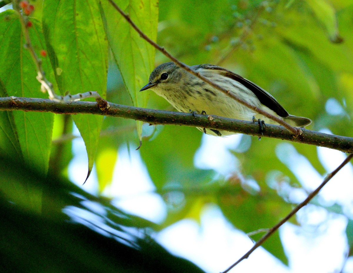 ホオアカアメリカムシクイ - ML645337125