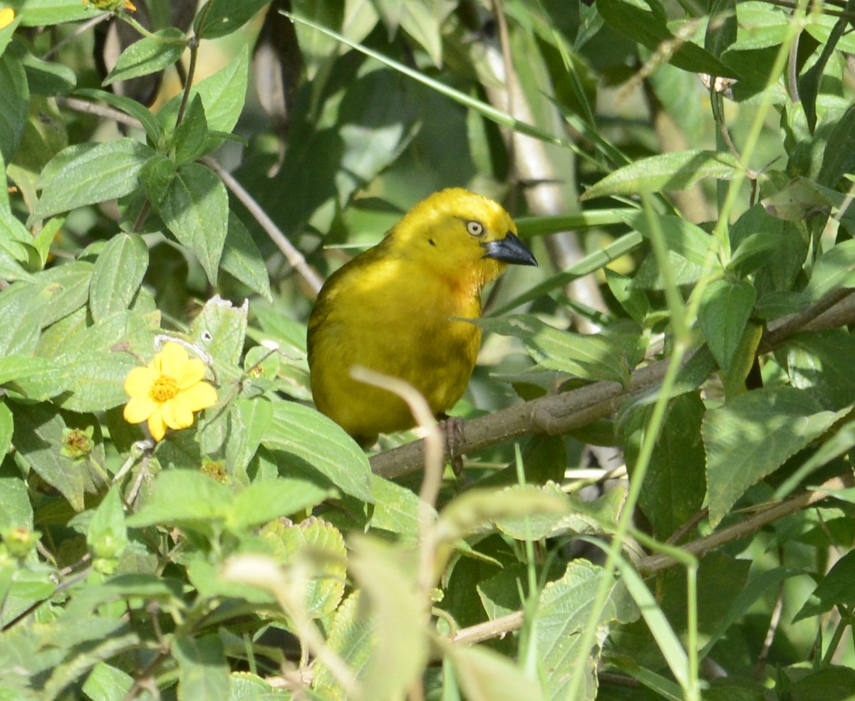 Holub's Golden-Weaver - ML645337138